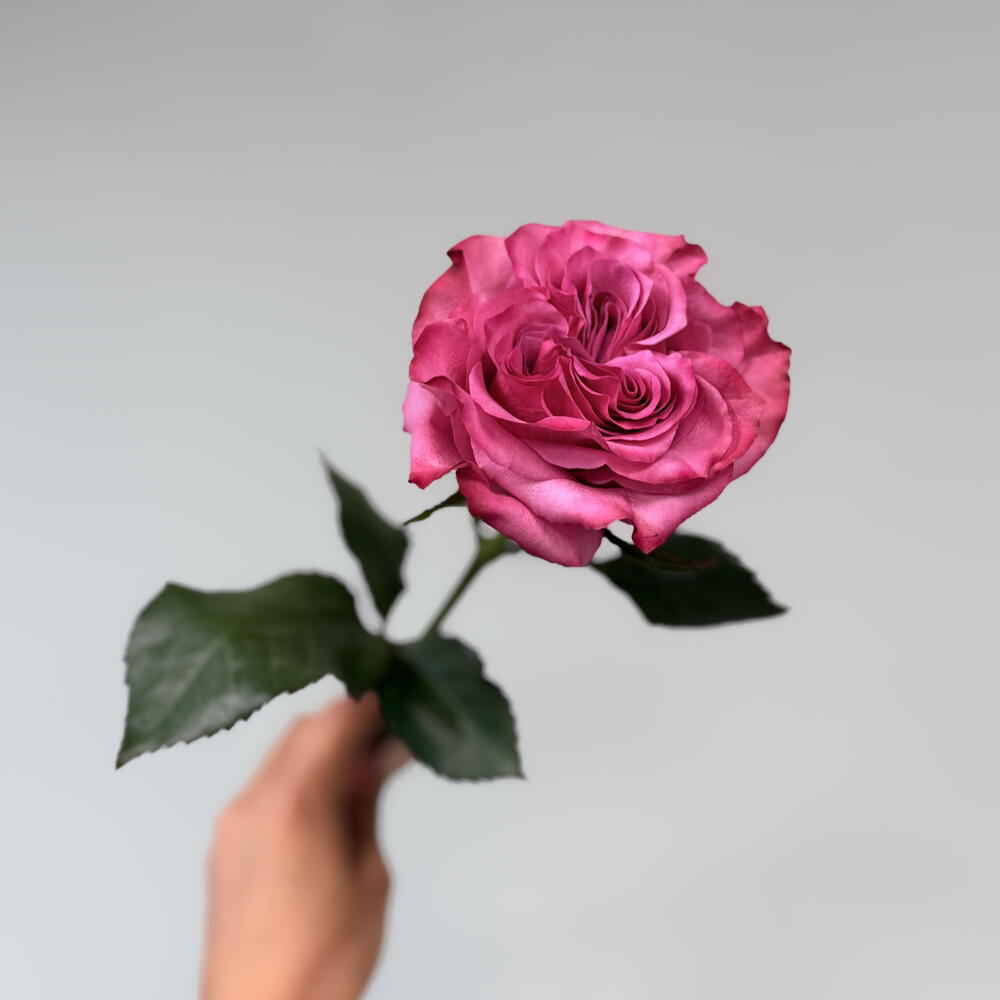 Пионовидная роза « Кантри Блю»🌸