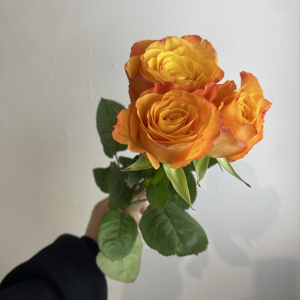 Розы рыжие 🧡3