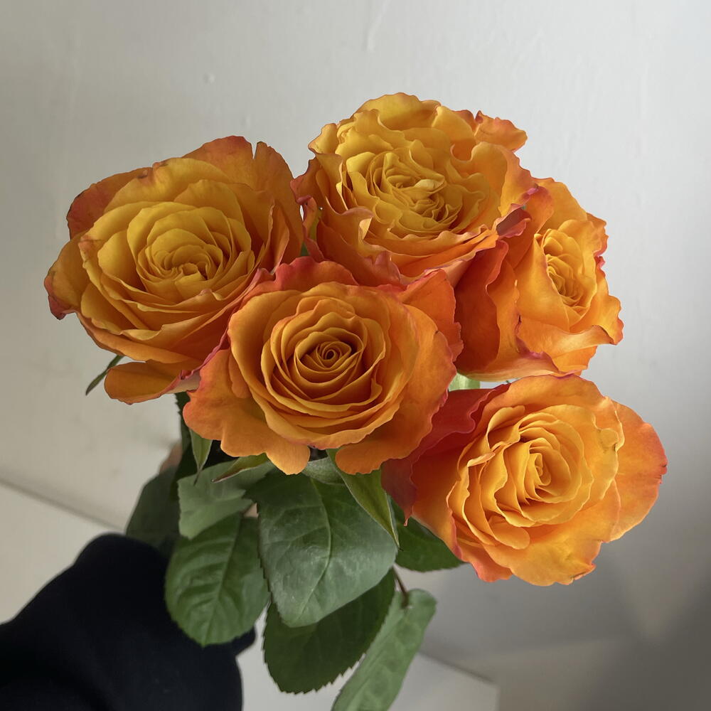 Розы рыжие 🧡5