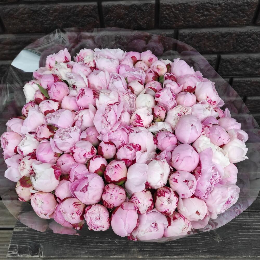 Пионы 100 шт