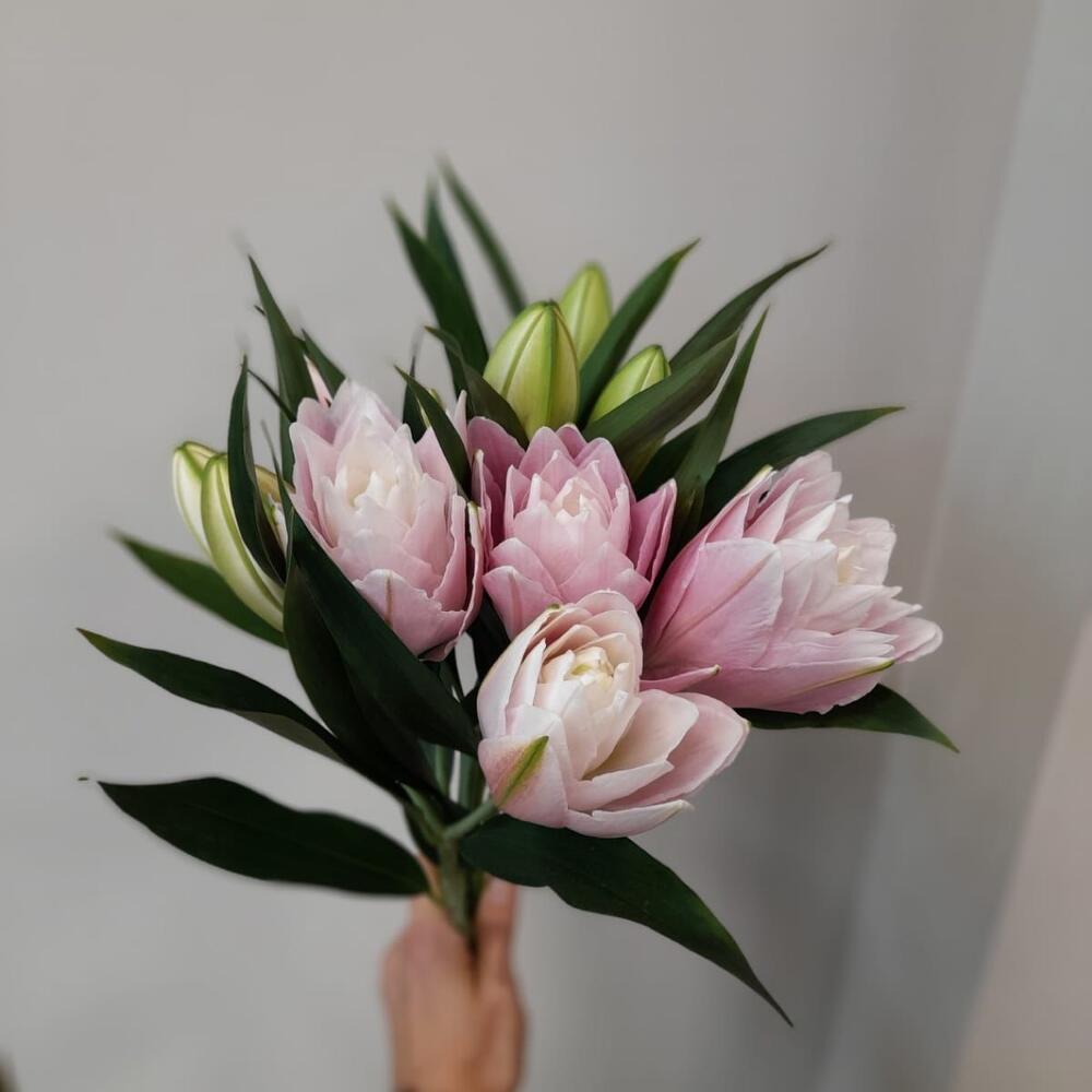Lily Sarah, the peony-shaped lily