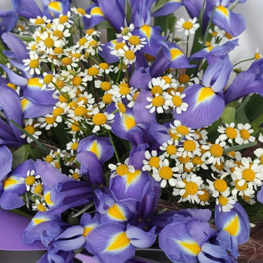 Ирисы с ромашками