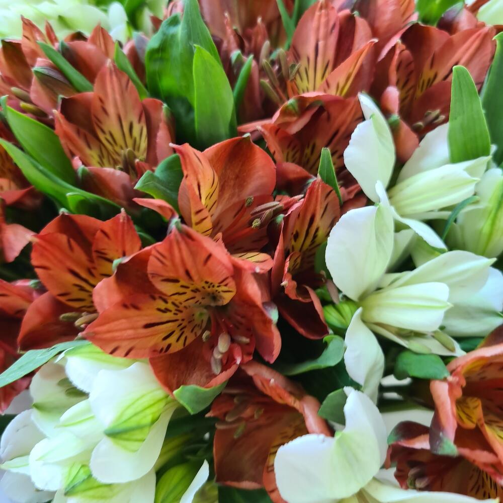 Ramo de delicada alstroemeria