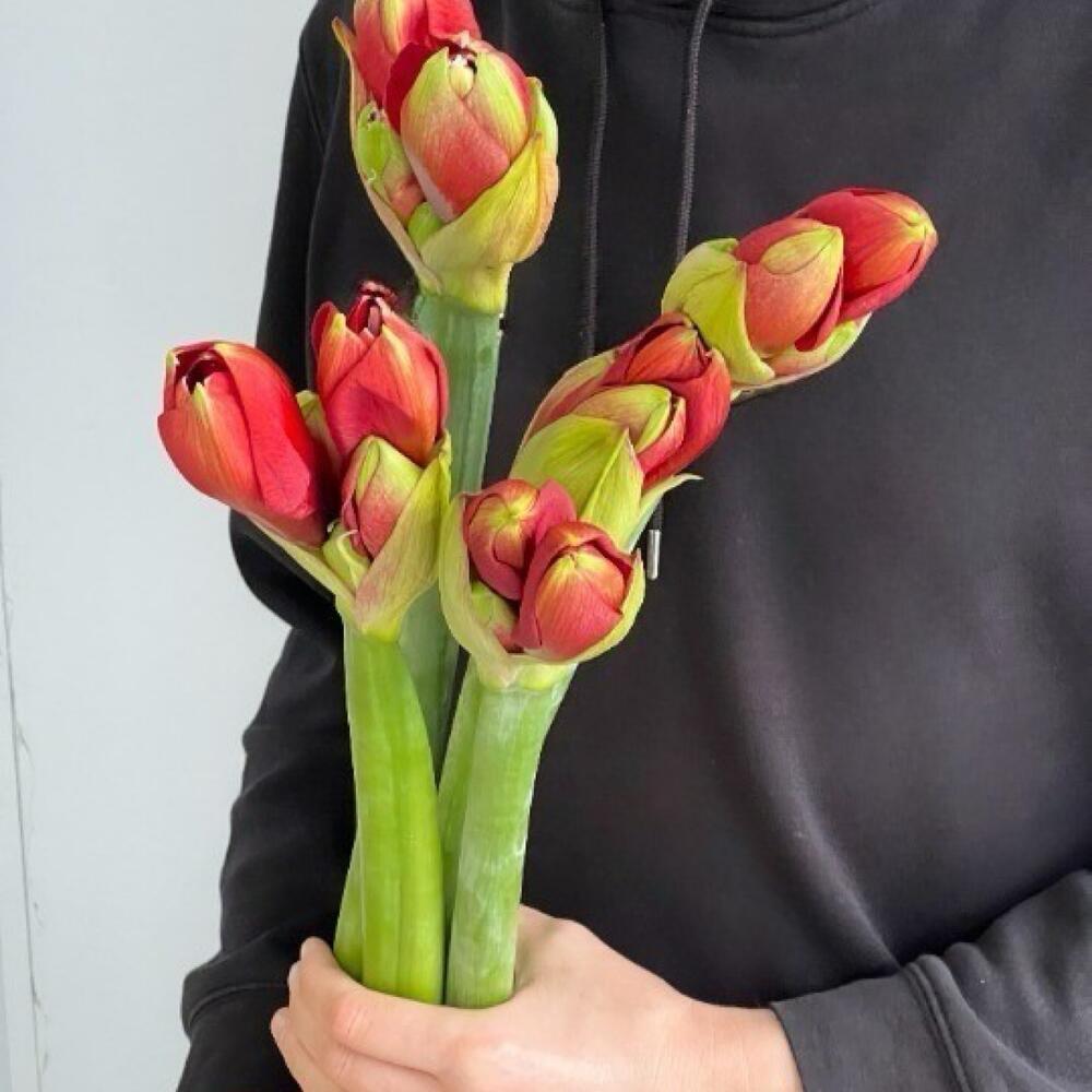 5 красных амариллисов