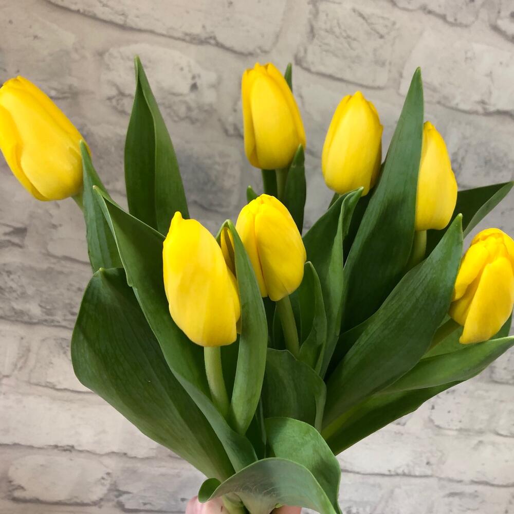 Тюльпан 💛