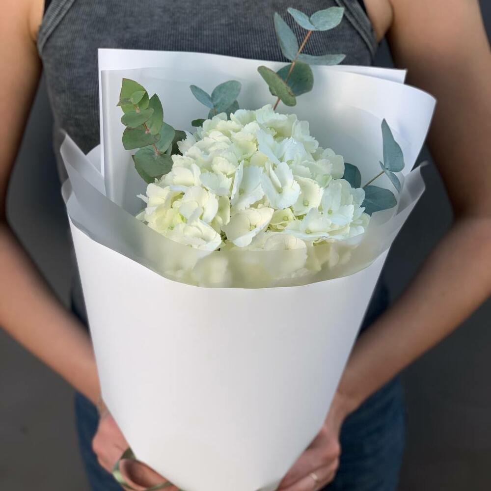 Hydrangea