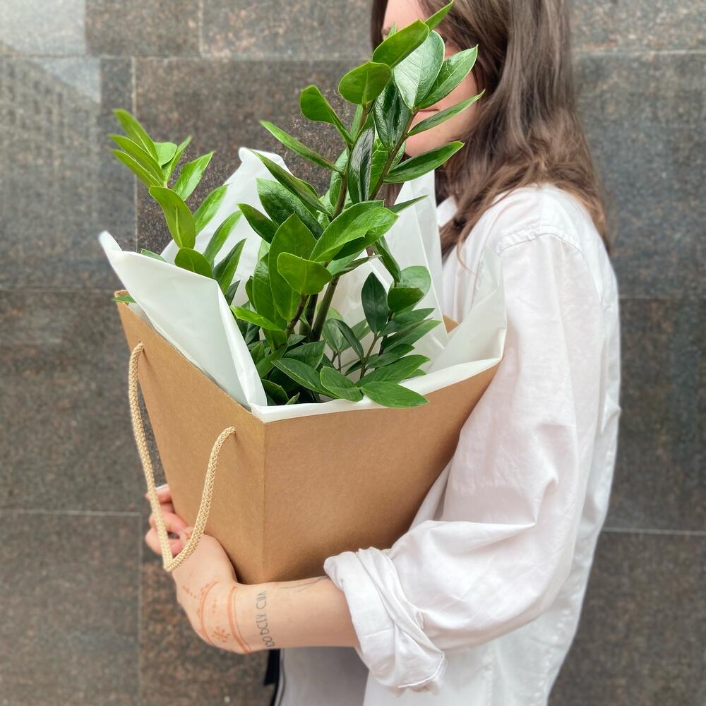 Замиокулькас в подарочной коробке