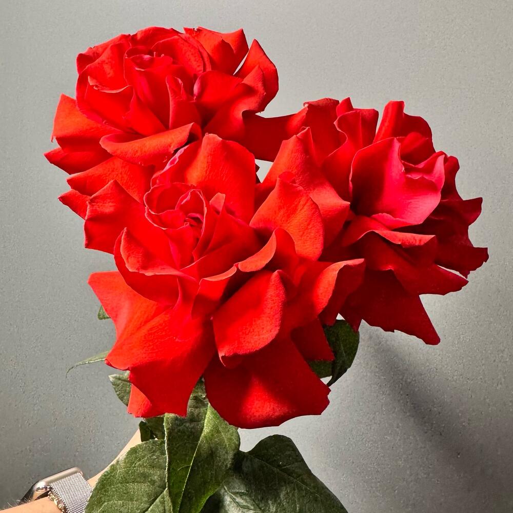 3 французских розы сорта «Нина»🌹