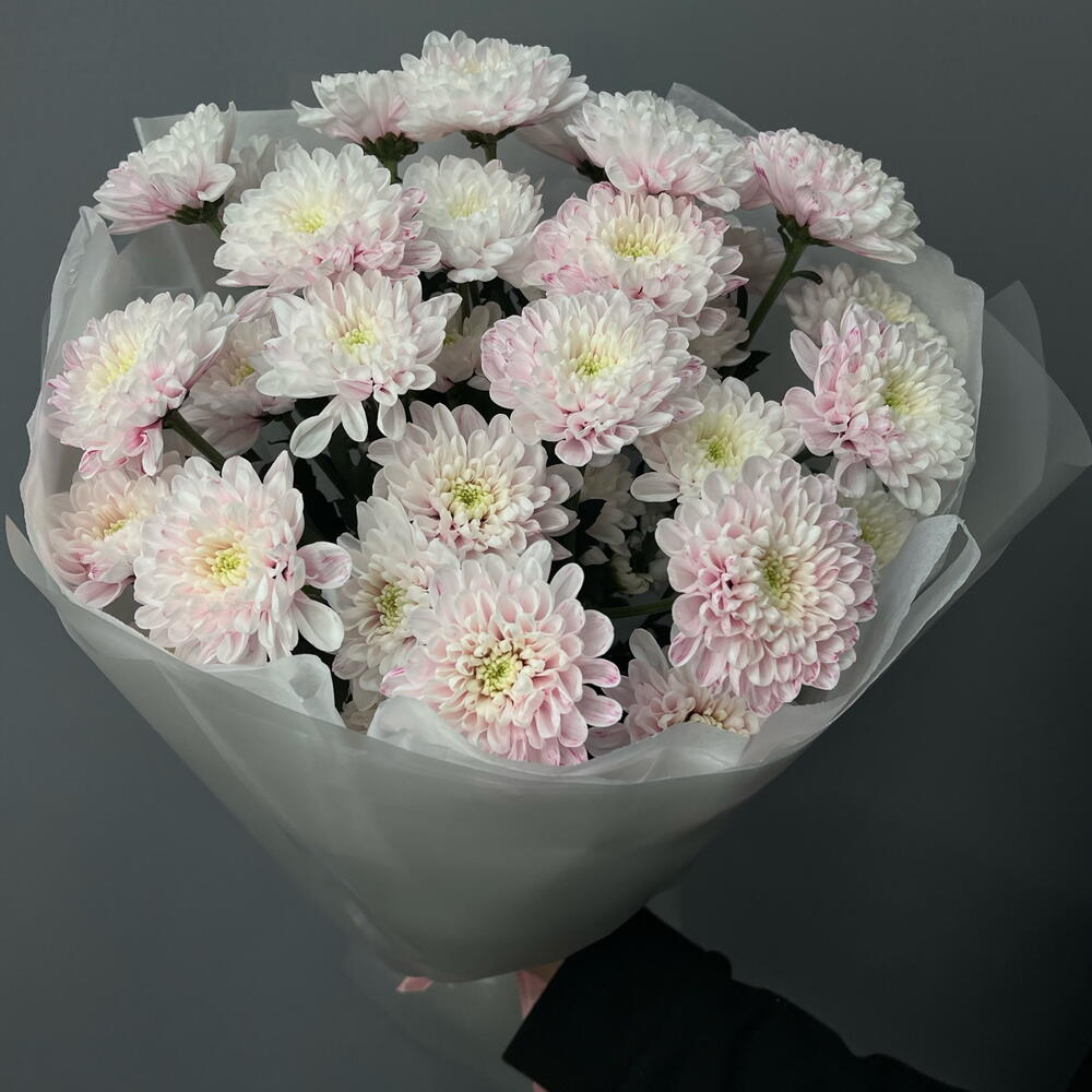 🌸 Хризантема кустовая «Розовый Вуаль»