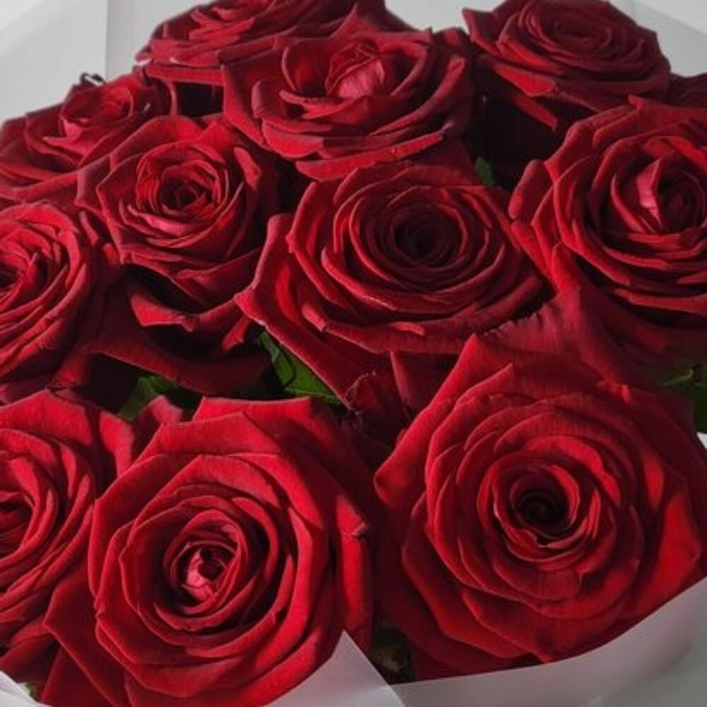 Красные розы🌹