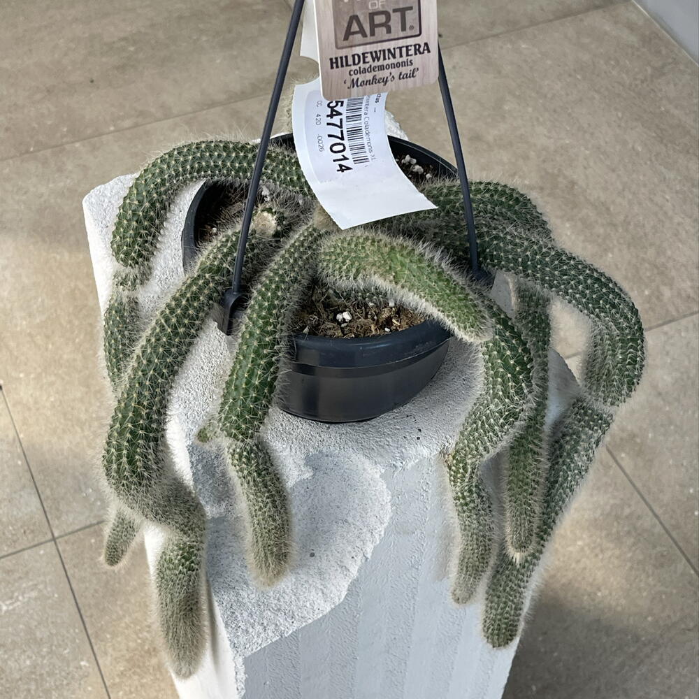 HILDEWINTERA COLADEMONIONIS  CACTUS редкий ампельный экзотический кактус «обезьяний хвост», ценится за обильное цветение