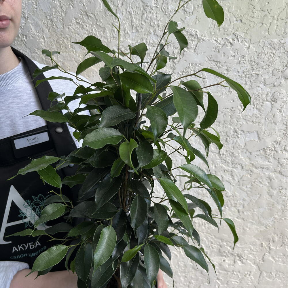 Фикус Бенджамина в горшке — живое интерьерное дерево 🌳