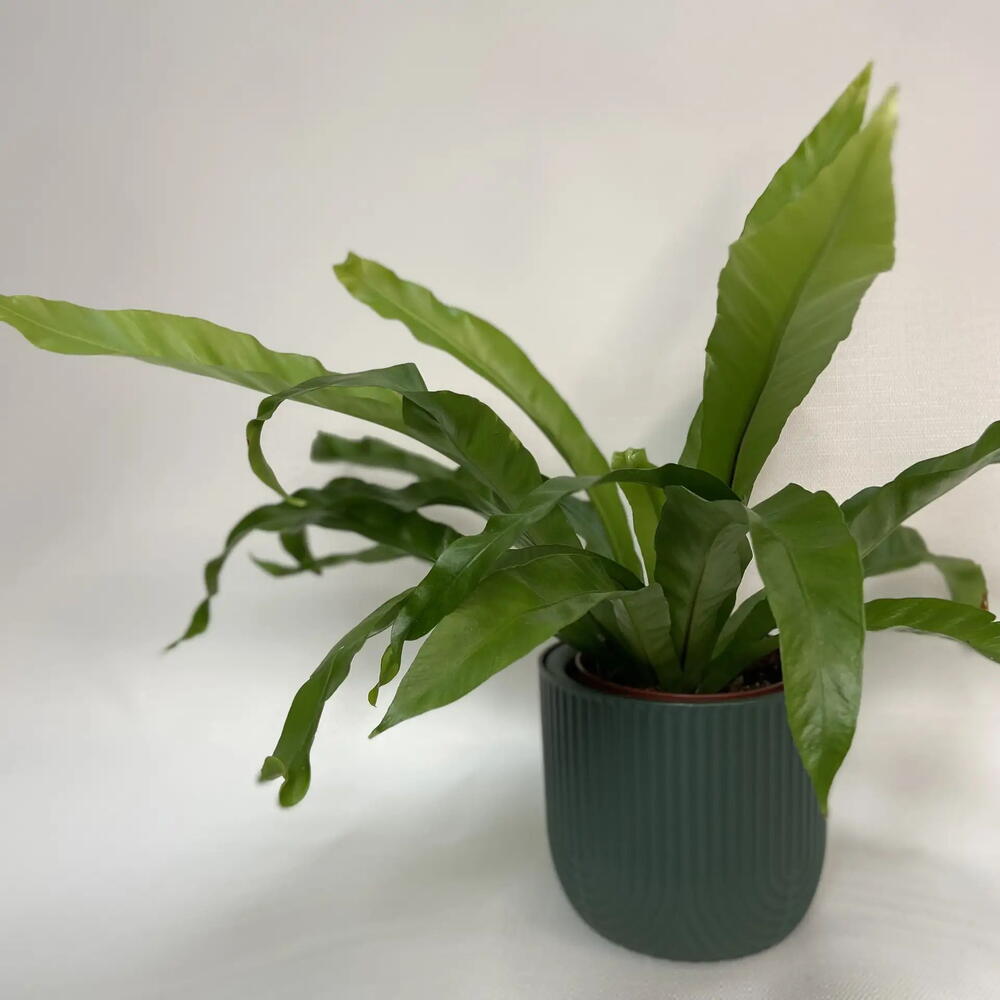 Папоротник Асплениум /Asplenium