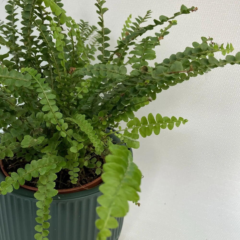 Нефролепис /Nephrolepis