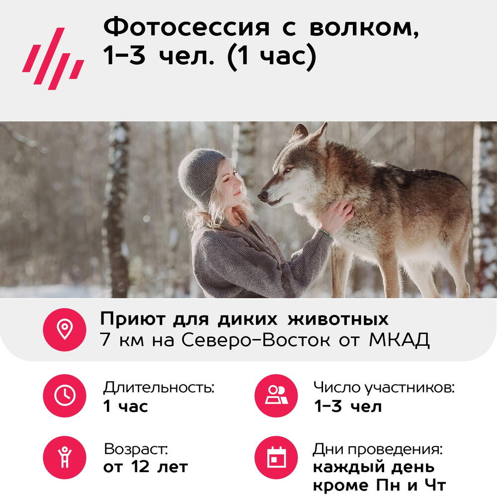 Подарочный сертификат Фотосессия с волком, 1-3 чел. (1 час) (Московская область)