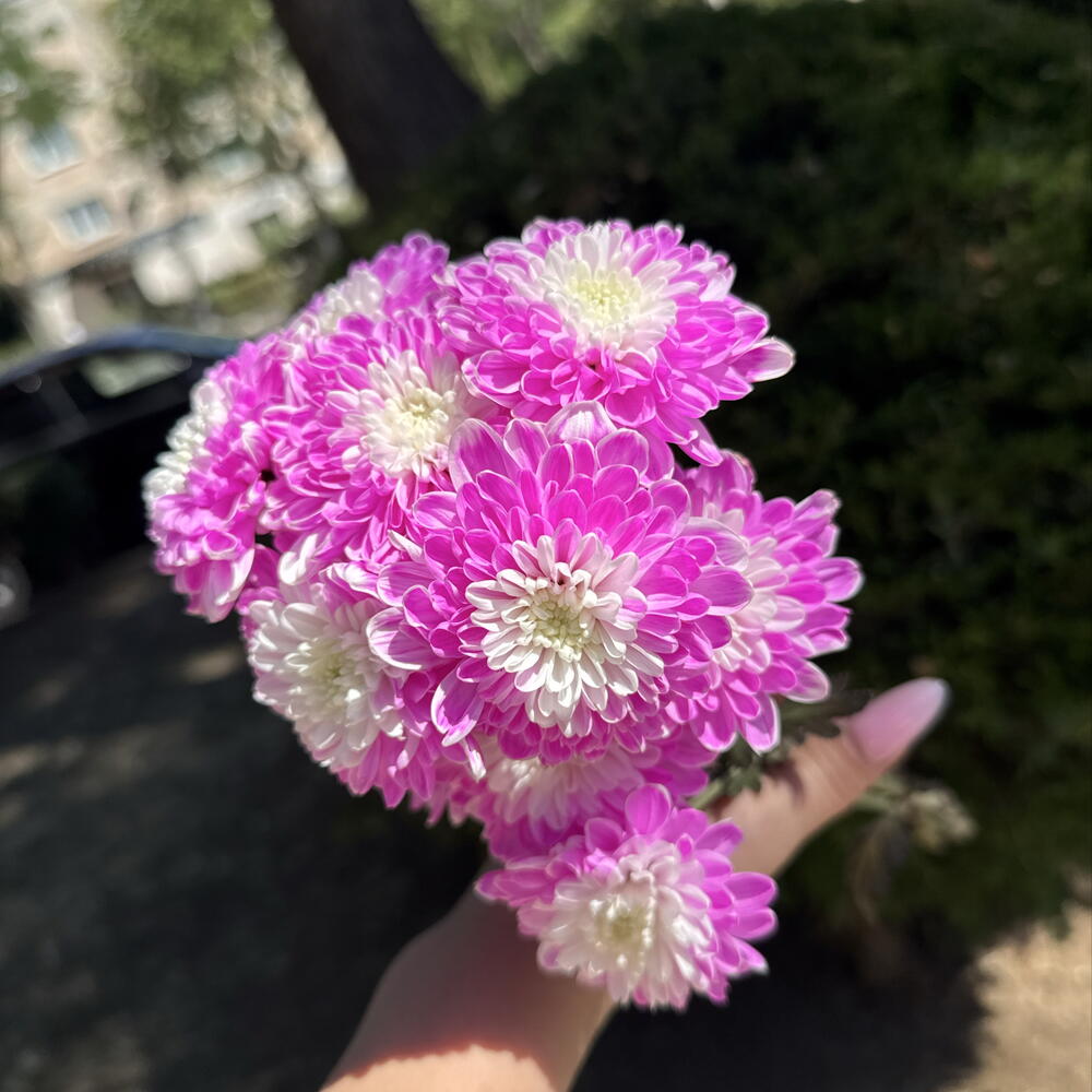 Хризантема Барби