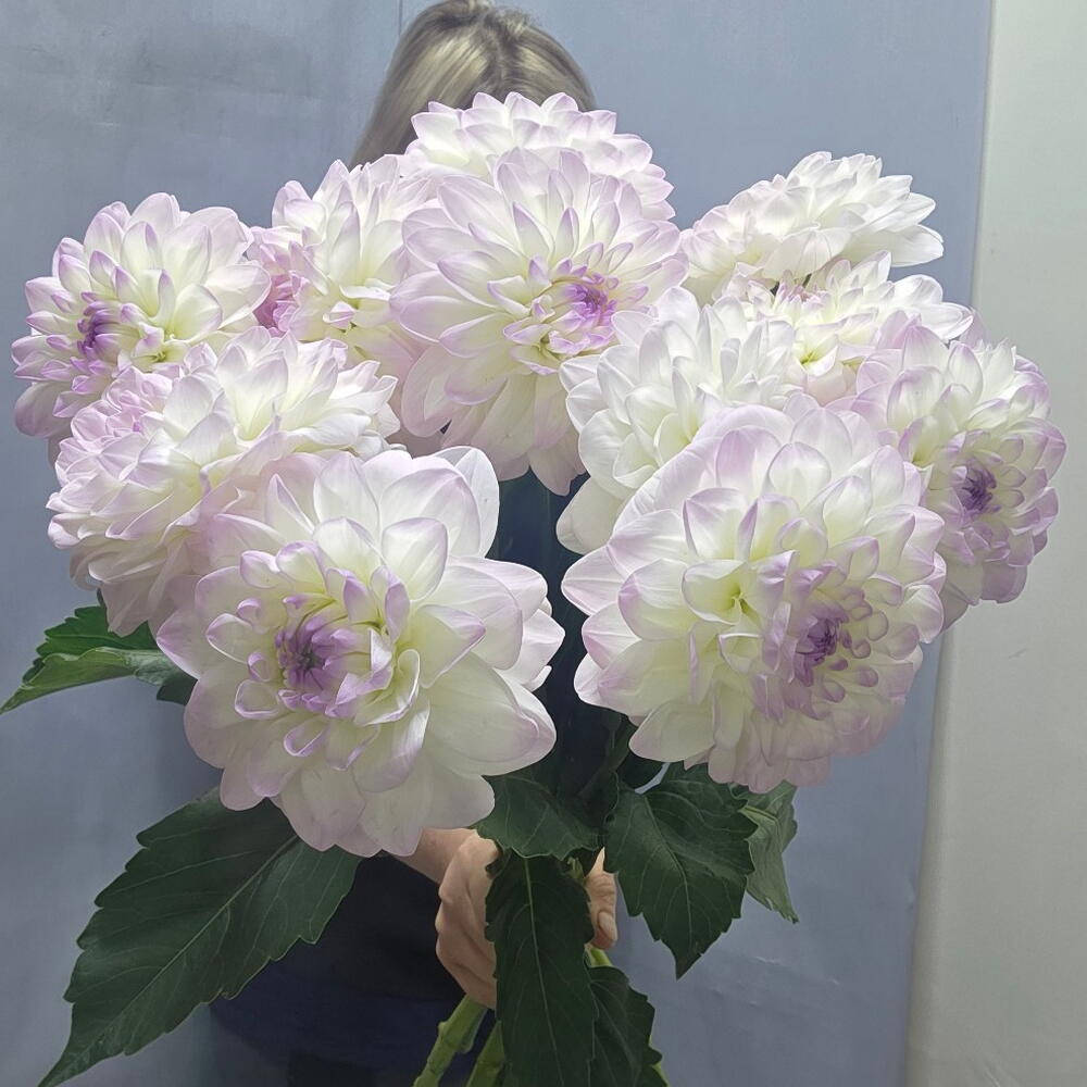 Букет из георгин 11