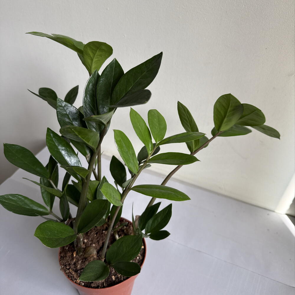 Замиокулькас🌿