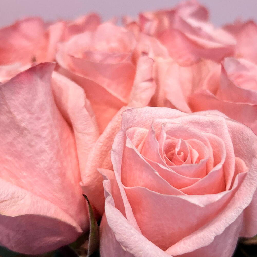 Монобукет из импортной розы🎀