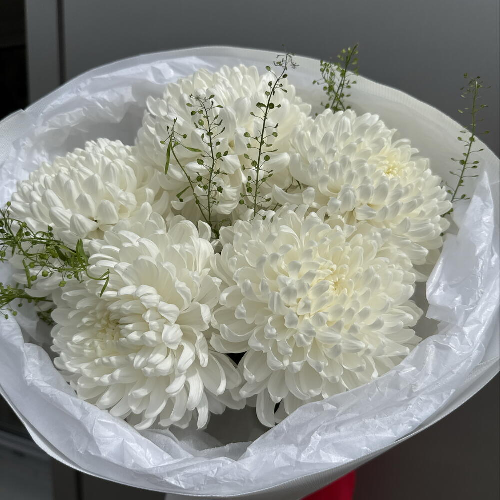 Хризантемы белые «Облако»💐