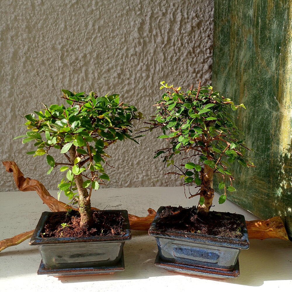 Бонсай Zelkova
