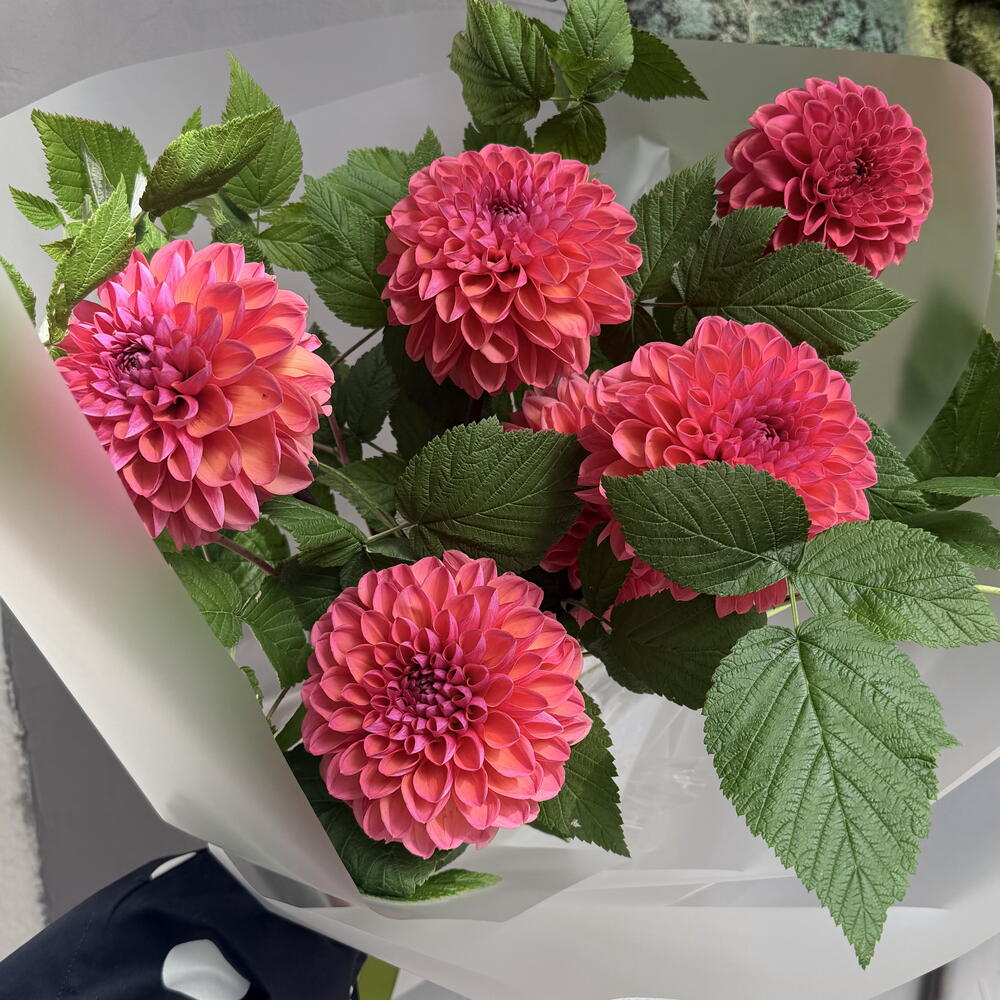 DAHLIA AND RASPBERRY