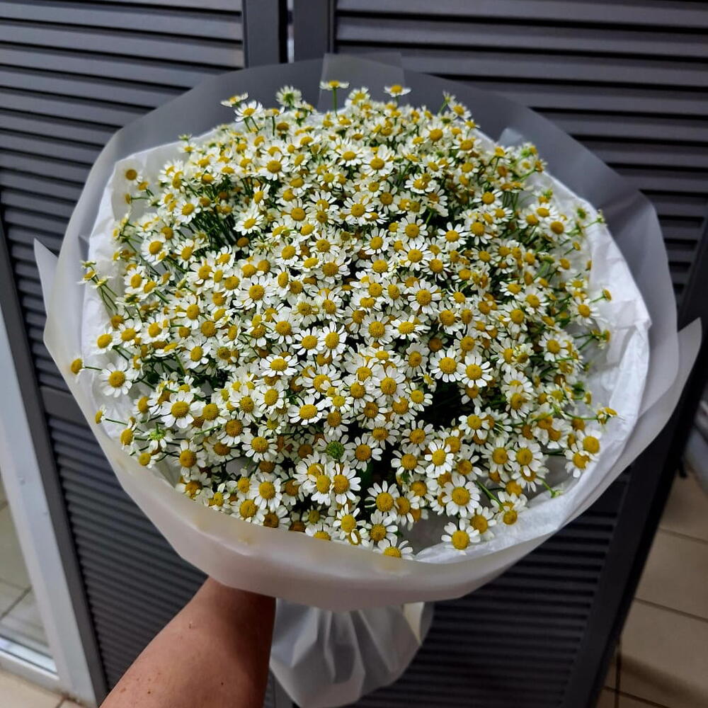 Ромашки из сада