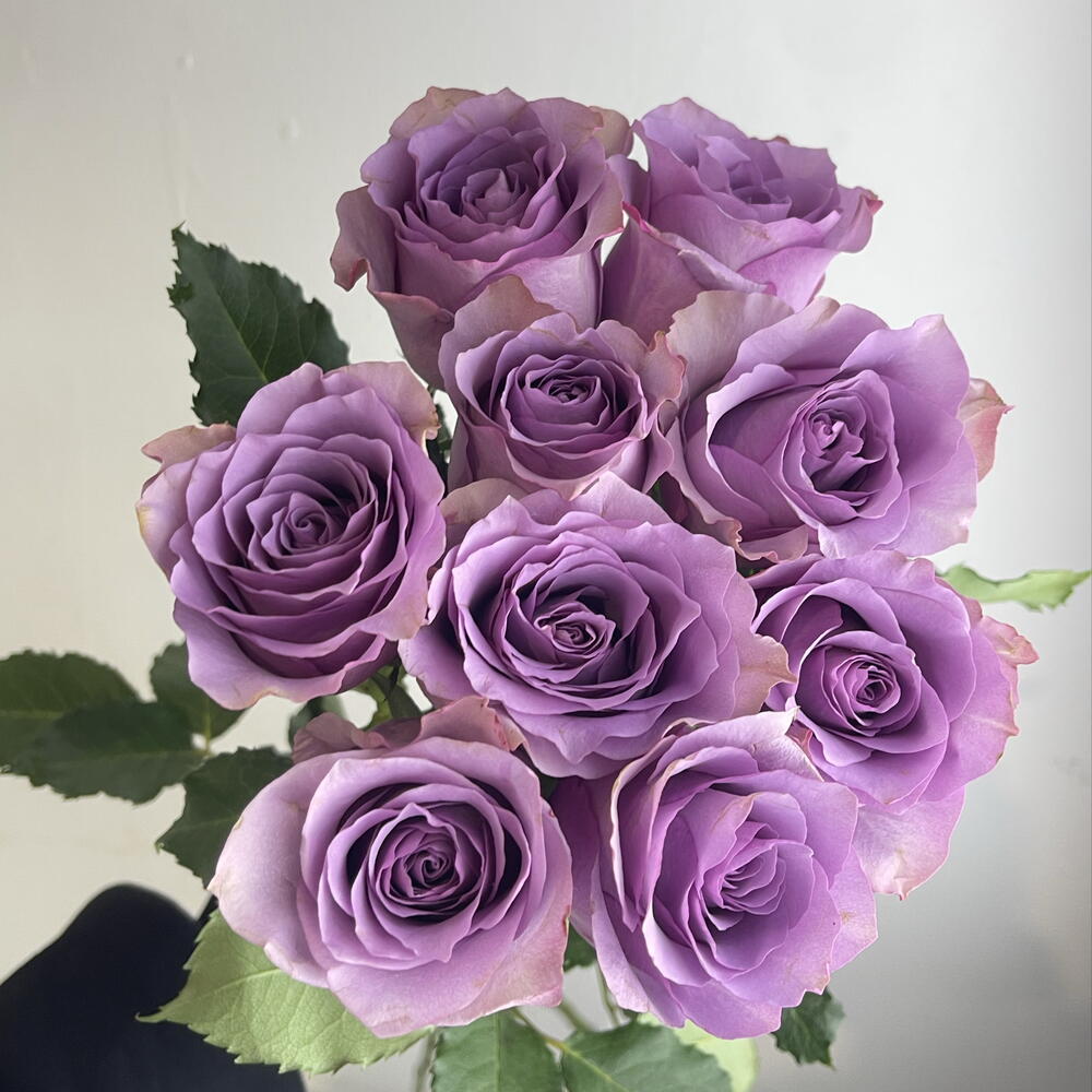 Розы фиолетовые 💜 9