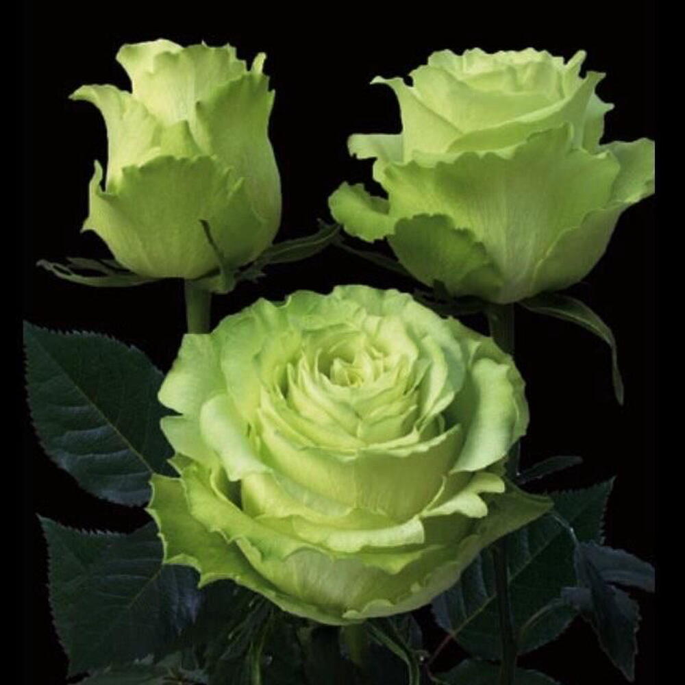 Роза lime