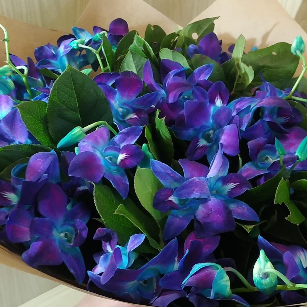 Dendrobium 2