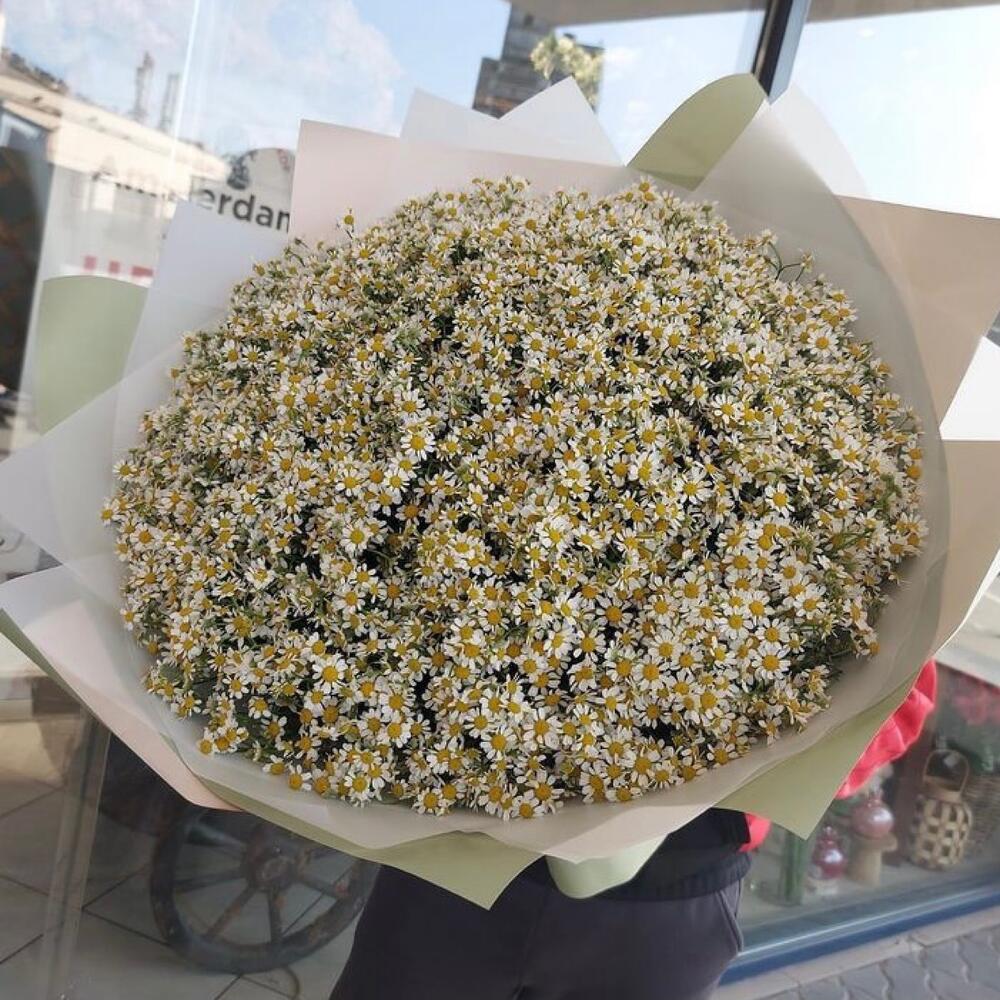 101 кустовая ромашка