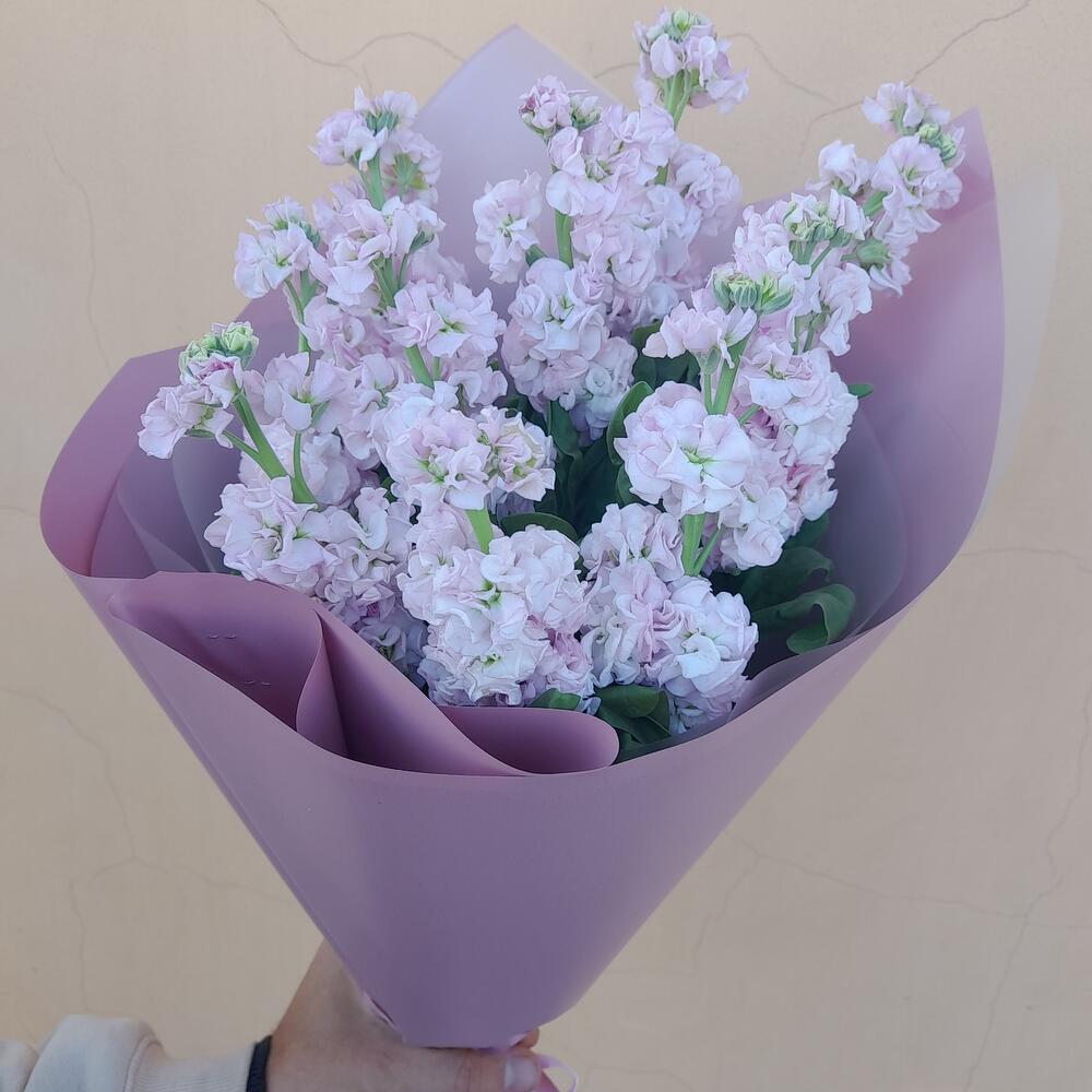 9 розовых маттиол