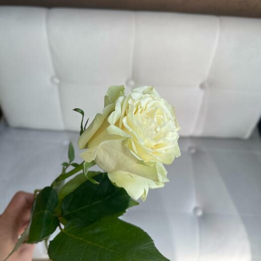 Роза Мондиаль 50см