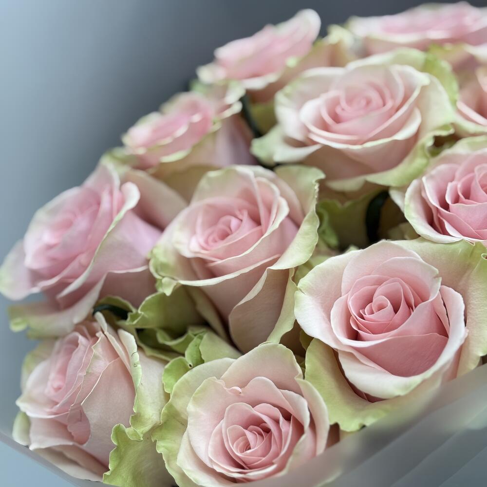 11 rosas Absolute Pink