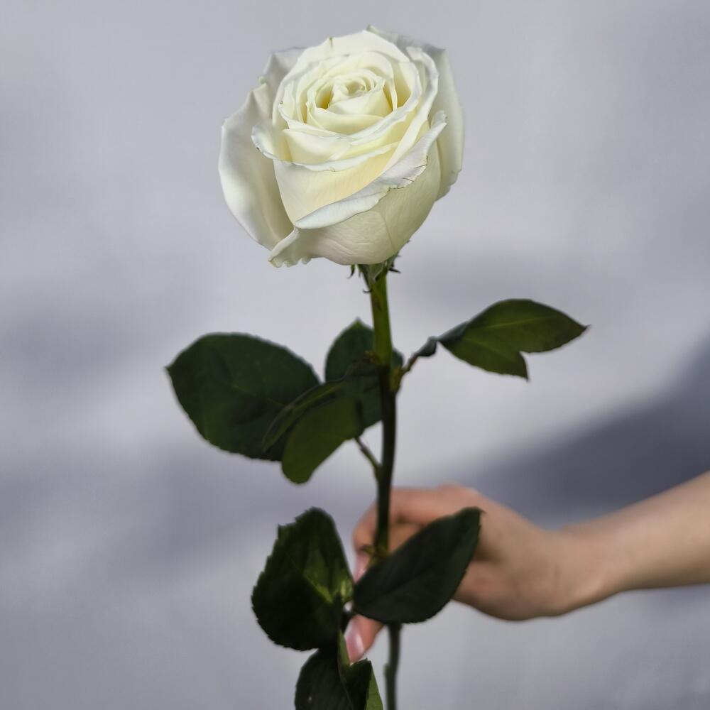 Rosa blanca