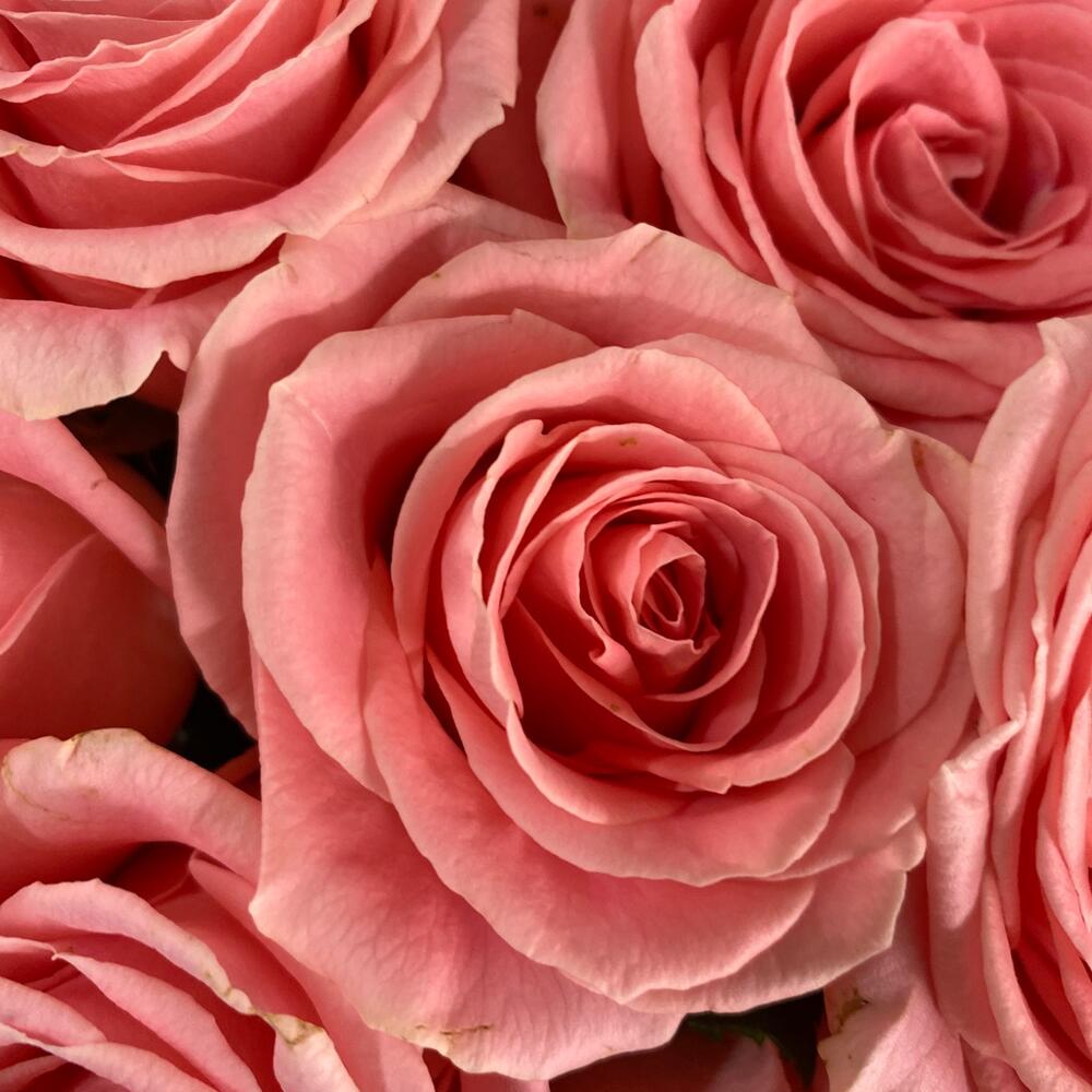 Моно из 15 роз Софи Лорен😍💕