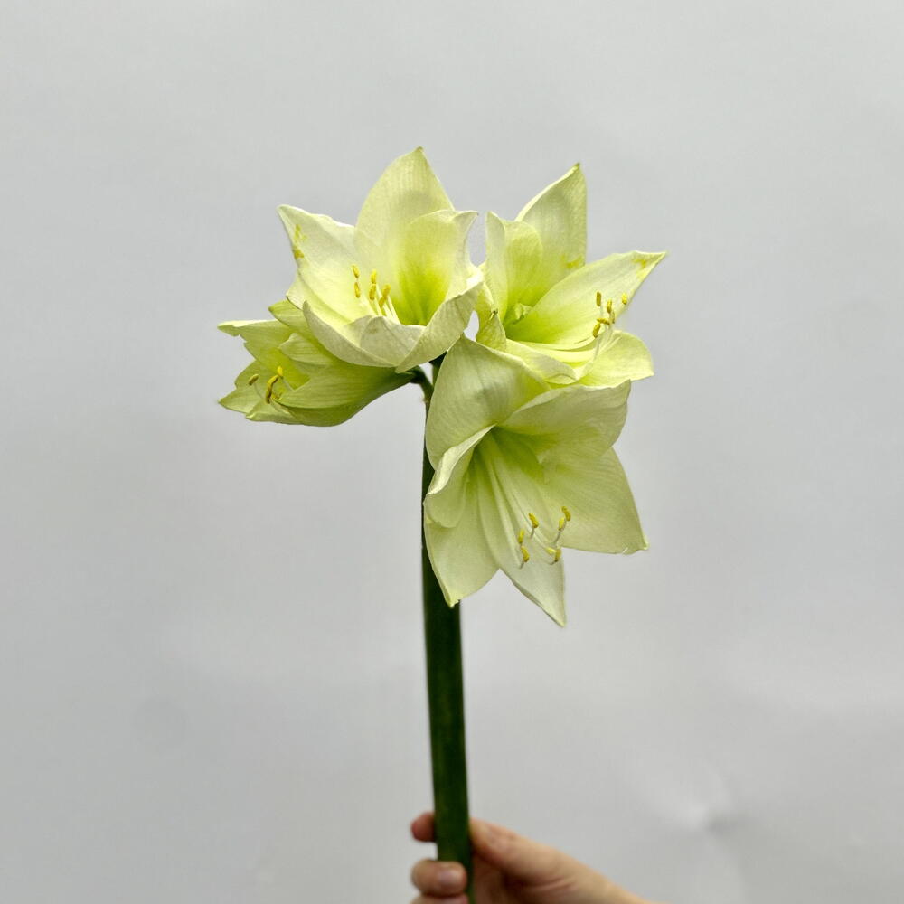 Амариллис