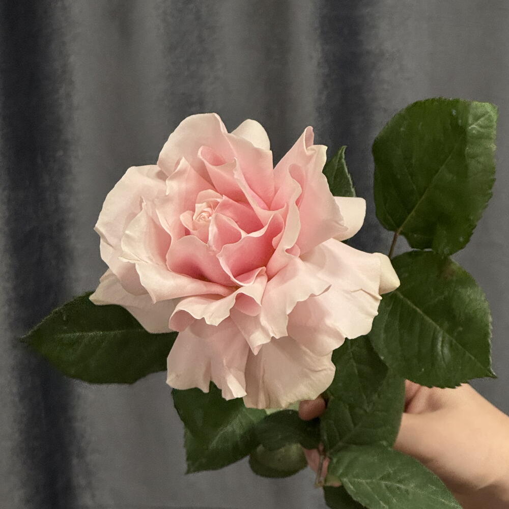 review-photo