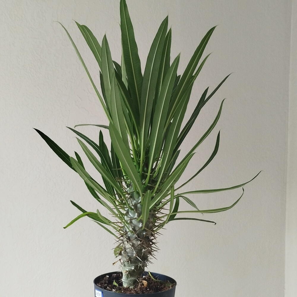 Пахиподиум