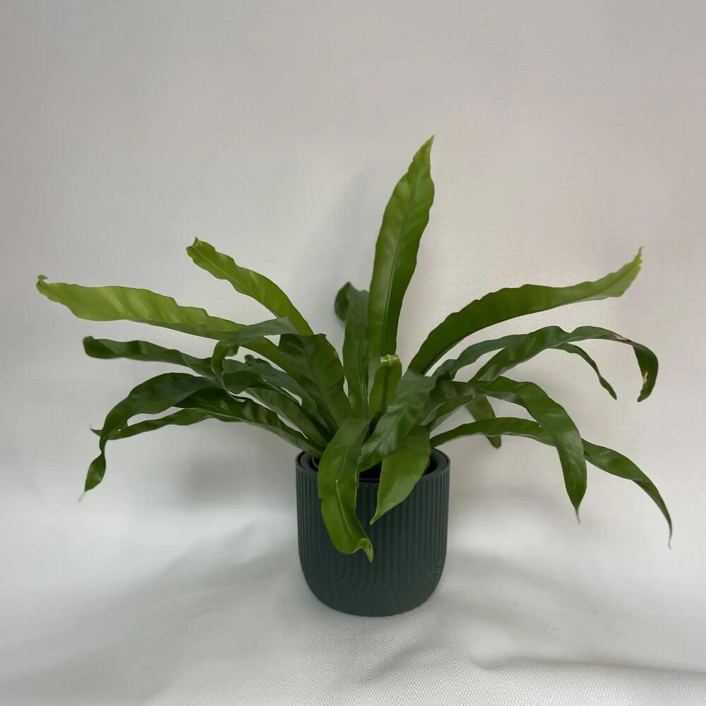 Папоротник Асплениум /Asplenium