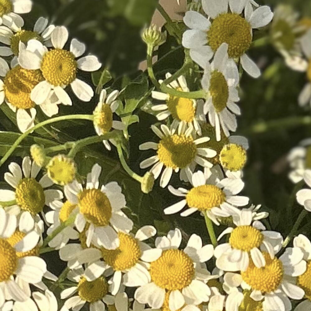 Маленький букетик из ромашек