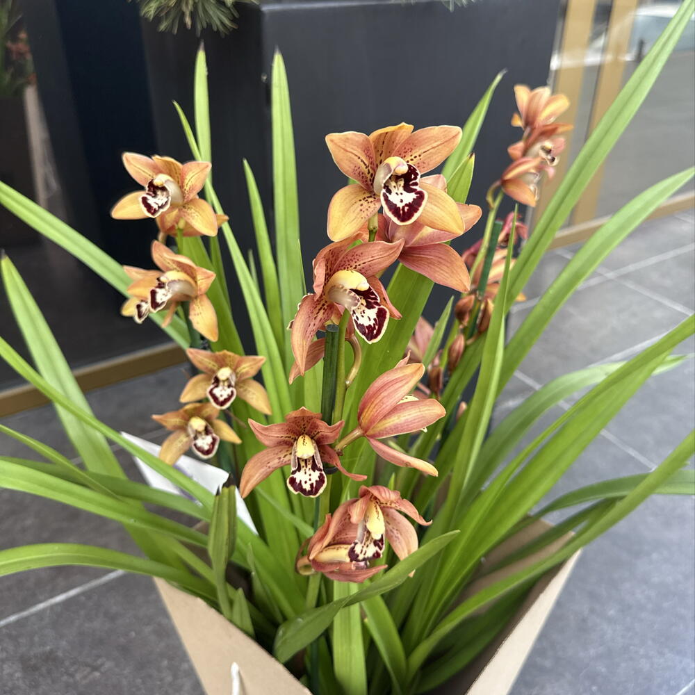 Орхидея / Orchidiva