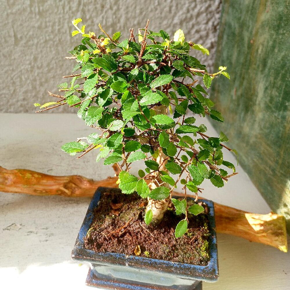 Бонсай Zelkova