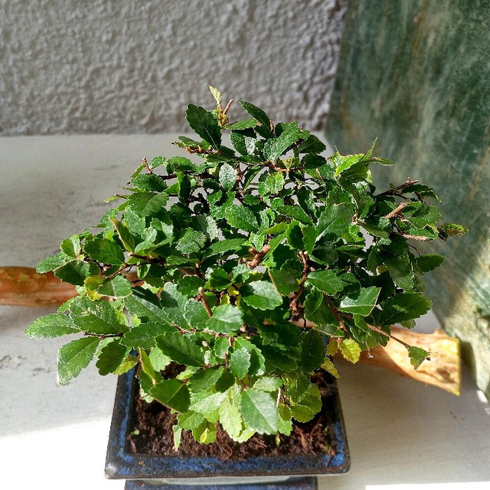 Бонсай Zelkova