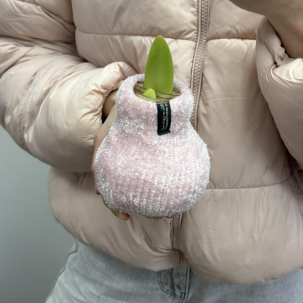 Луковица Амарилиса в кофточке
