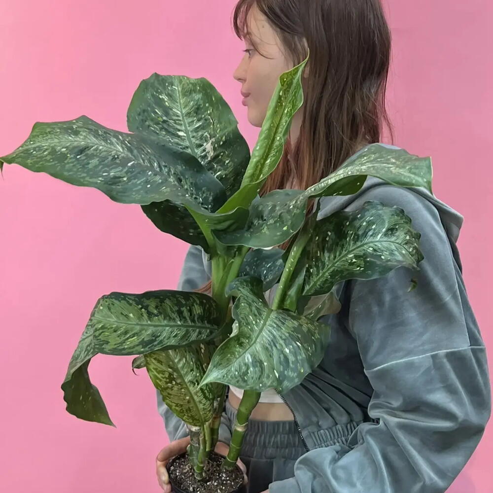 Диффенбахия💚