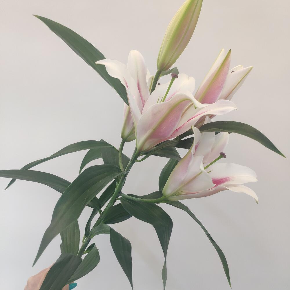 Лилия