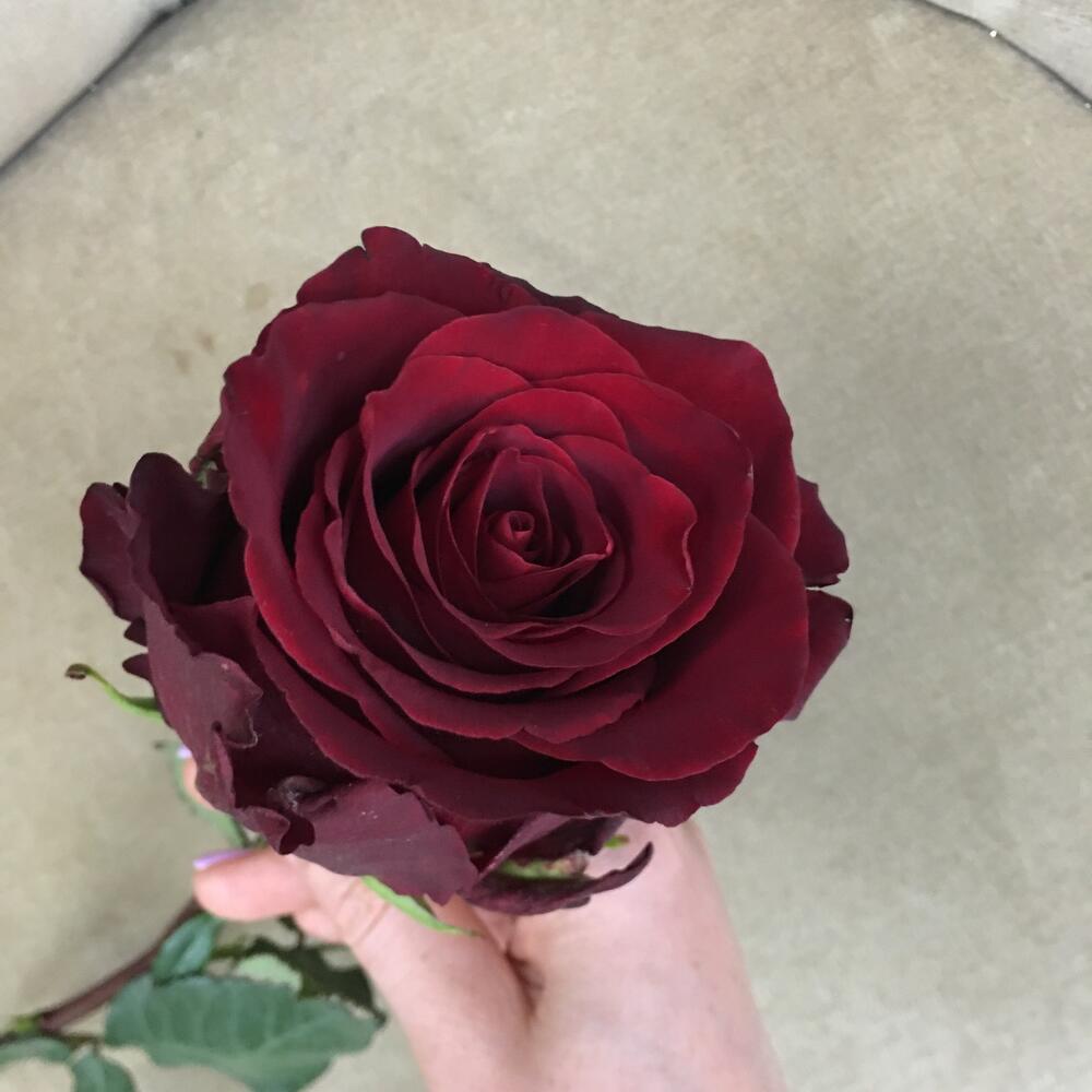 High Red Rose Evered