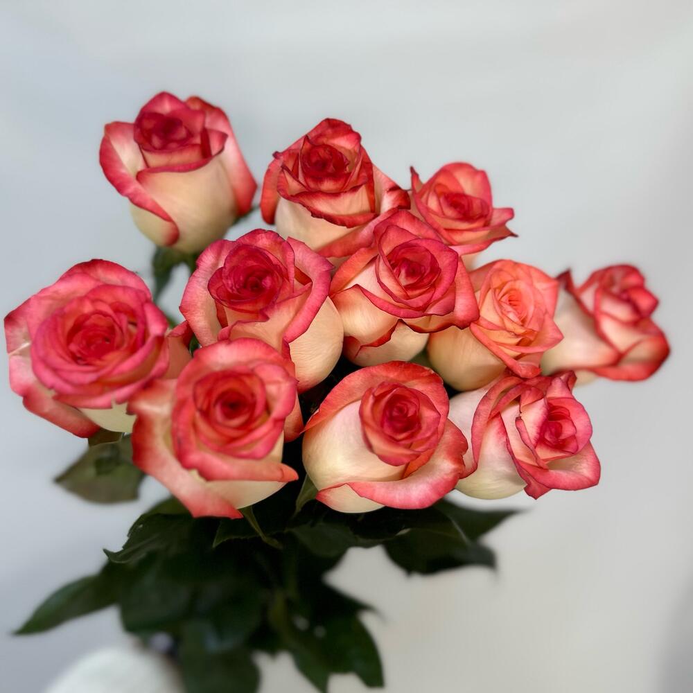 11 rosas