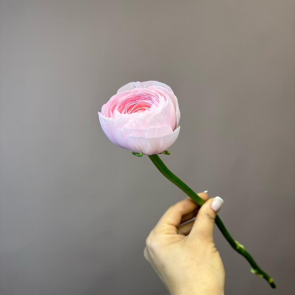 Ranunculus Italy